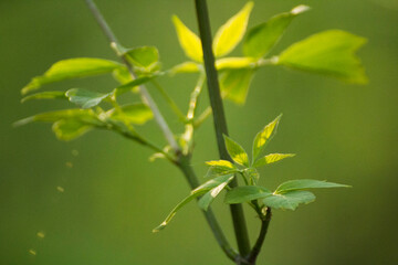 acer negundo on a background of green nature © Paulina
