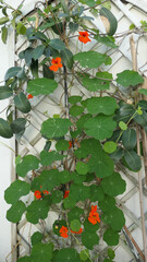 Nasturtium climping trellis in Andalusian Patio garden