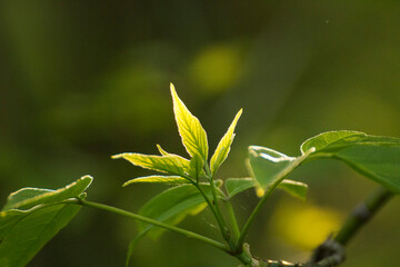acer negundo on a background of green nature © Paulina