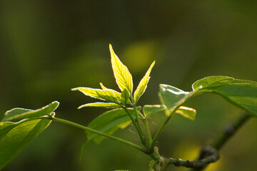 acer negundo on a background of green nature © Paulina