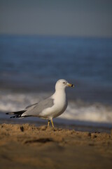 A Ring-billed Gull standing on the beach