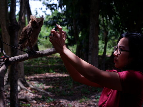 Woman taking smart phone picture of a young Philippine Scops Owl (Otus megalotis), perching on a branch. It is a common owl that is endemic to the Philippines, where they are usually found in forests 