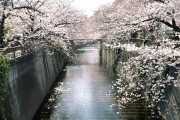 cherry blossoms along the Meguro river in spring in Japan