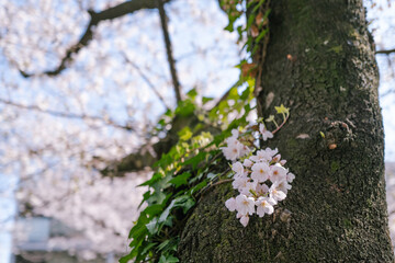 blooming cherry blossoms and big trunk in spring