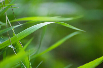 green grass on a background of green nature © Paulina