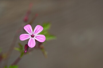 A small magenta purple flower on a small green stem against a artistically blurred brown background