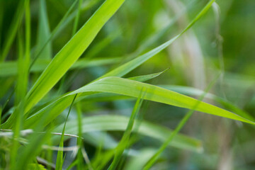 green grass on a green meadow © Paulina