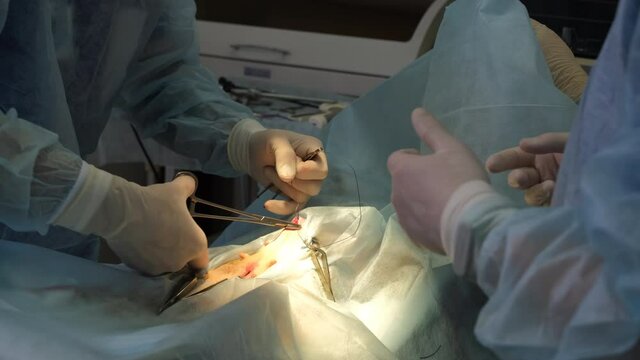 Surgical Procedure at the Veterinary Hospital. Veterinarian Surgeon Stitching Up a Wound of a Dog after Operation. Medical Treatment and Healthcare of Pet Concept