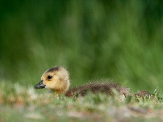Gosling of a Canada Goose (Branta canadensis) resting in the grass, Germany