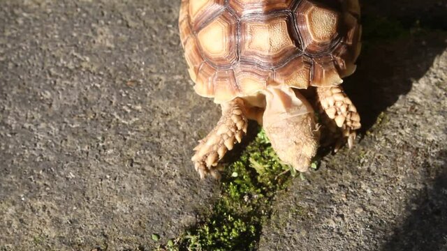 tortoise on the rocks