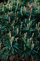 close up of pine needles