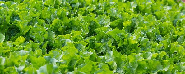 Fototapeta na wymiar Lettuce leaf in the greenhouse.