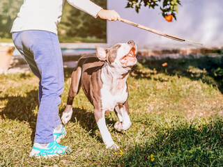 Dog playing with a child in a garden