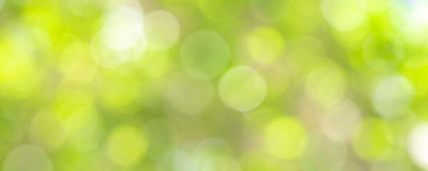 nature of green leaf bokeh in garden at summer under sunlight. natural bokeh of green leaves plants using as spring background and environment ecology or greenery wallpaper