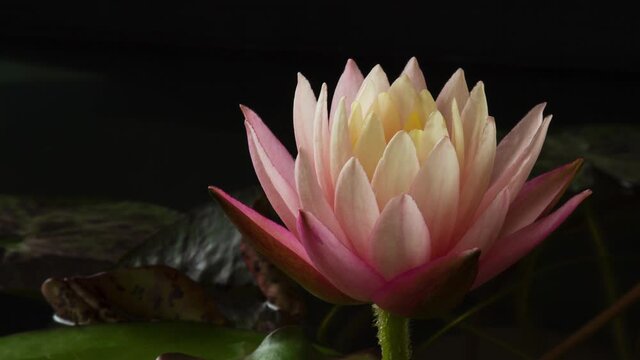 Time lapse of pink lotus water lily flower opening in pond, waterlily blooming