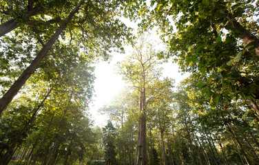 sun shining through Teak tree in the forest.