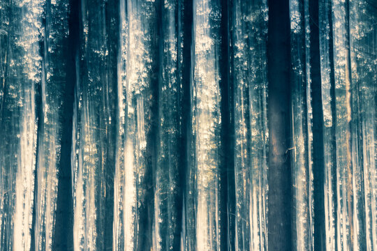Blurred dreamy tree trunks in a motion blur in the forest © fotografiecor