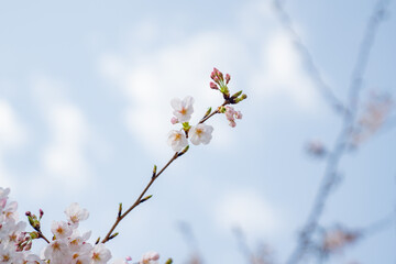 春 新生活 桜 始まり 花見