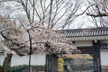 春 新生活 桜 始まり 花見