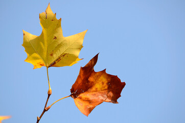 楓の紅葉