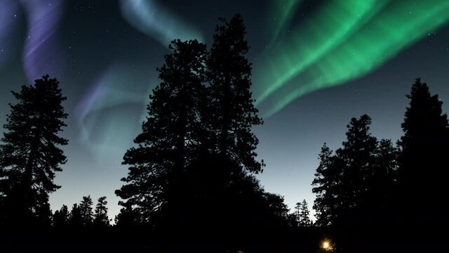 Aurora Borealis Green and Purple Starry Sky Loop Winter Pine Tree Northern Lights