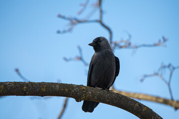 A beautiful city crow sits on a tree.