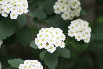 White Reeve's spiraea in bloom closeup with other plants in background