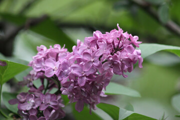 Violet lilac with flowers in bloom closeup view
