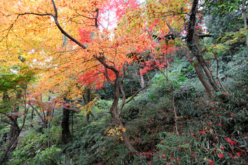 斜面の紅葉