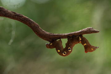 Caterpillar on Branch
