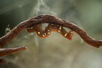Caterpillar on Branch