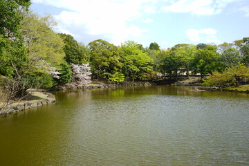 Fototapeta na wymiar Sagi-ike pond with Sakura, Cherry Blossoms, in Nara park, Japan, isolated - 日本 奈良 奈良公園 鷺池