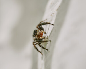 spider on a leaf