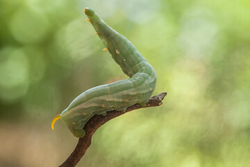 Caterpillar on Branch