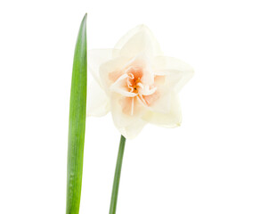 Naklejka na ściany i meble Pink beautiful daffodil.