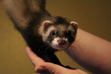 Pet ferret on a walk, ferret in the park, pet exotic animal, furry ferret, beautiful pet ferret, tame animal, ferret face, pet on hand, weasel on the hands