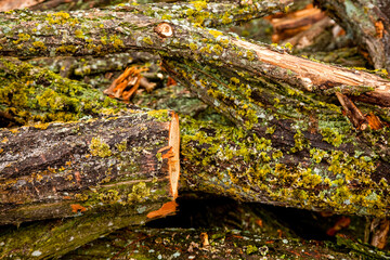 Close-up view at tree bark