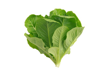 Fresh green Cos lettuce leaves, Salads vegetable. Healthy plant based food from nature. Close up macro shot of green vegetable isolated on white background