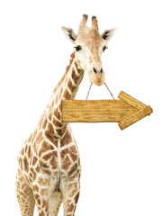 Giraffe with wooden arrow. Isolated on white background