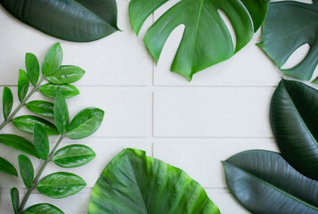 Green leaves on cement board background