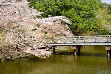 Bridge of Ukimido Pavilion on Sagi-ike pond with Sakura, Cherry Blossoms, in Nara park, Japan, isolated - 日本 奈良 奈良公園 春の桜 浮見堂の橋