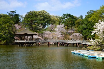 Fototapeta premium Ukimido Pavilion on Sagi-ike pond with Sakura, Cherry Blossoms, in Nara park, Japan, isolated - 日本 奈良 奈良公園 春の桜 浮見堂 