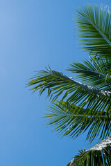 Obraz na płótnie Canvas Palm tree on bright blue sky 
