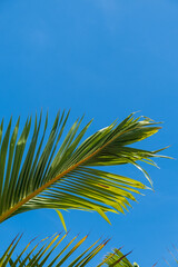 Palm tree on bright blue sky 