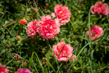 Obraz na płótnie Canvas Pink flowers on wild grass bed 
