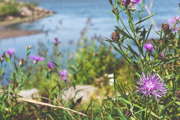 Gulf of Finland, Peterhof Park
