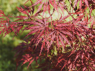 Red Japanese maple 'Garnet' or Acer palmatum dissectum. Ornamental tree with dissected deep red...