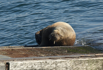 A rare Walrus, Odobenus rosmarus, lying on the ramp of Tenby lifeboat station in Tenby,...