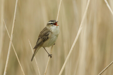 A singing Sedge Warbler, Acrocephalus schoenobaenus, perching on a reed at the edge of a lake. 