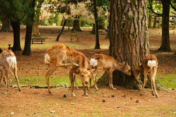 Naklejka na ściany i meble Flock of Female wild deer walking in Nara park, Japan, closeup view - 日本 奈良 奈良公園の鹿